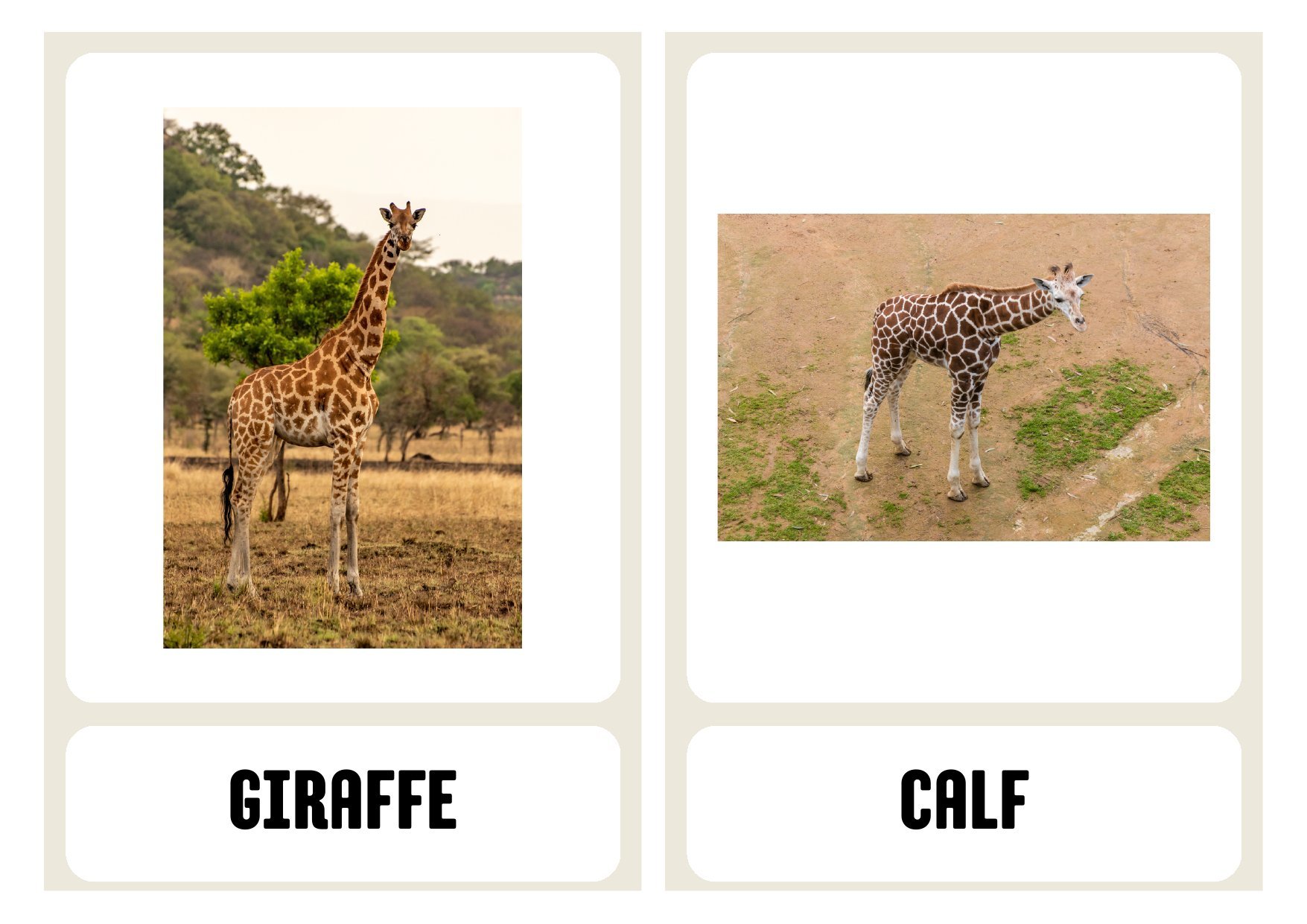 Animal Parent & Baby Matching Cards photo 3
