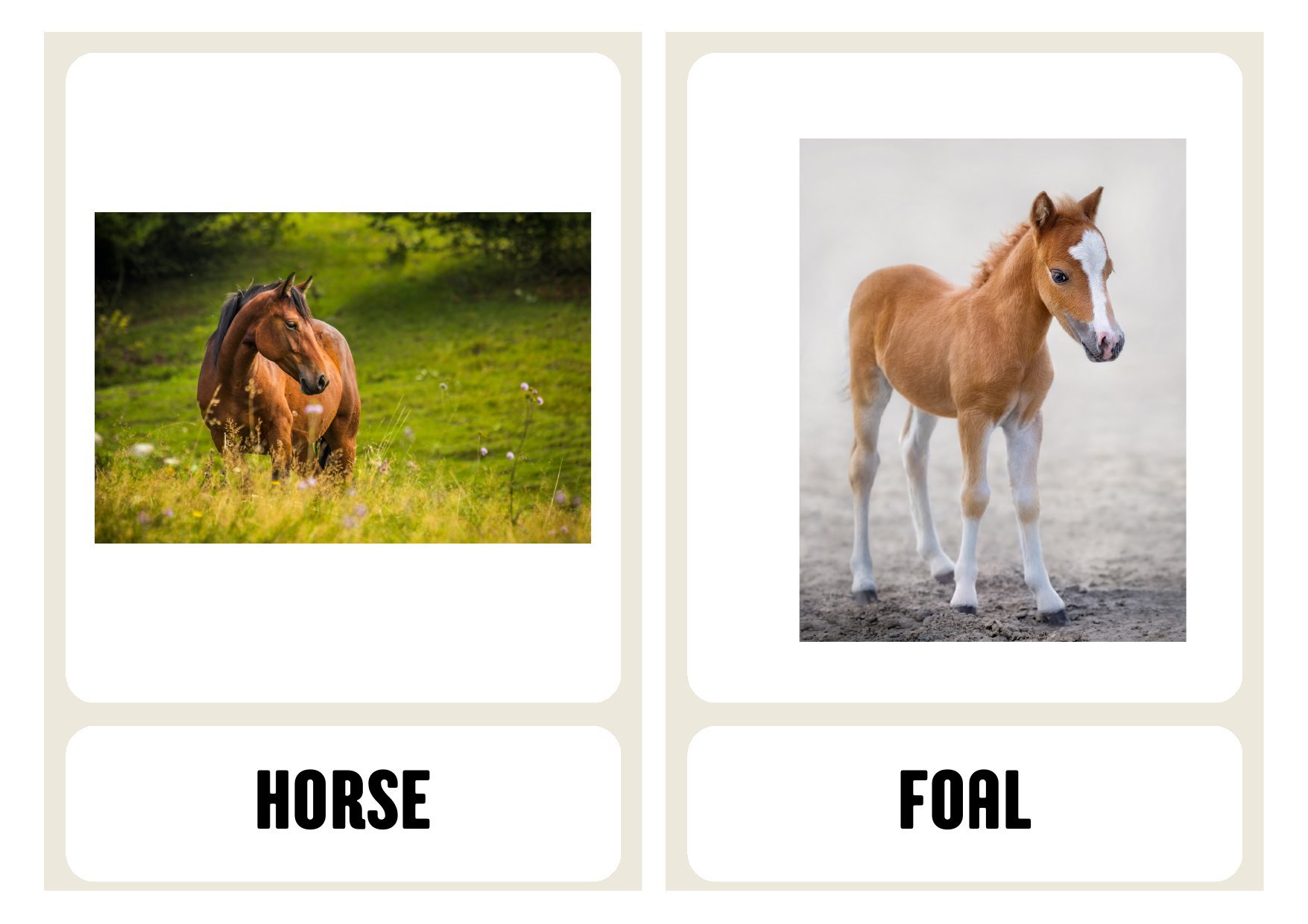 Animal Parent & Baby Matching Cards — Montessori nomenclature work